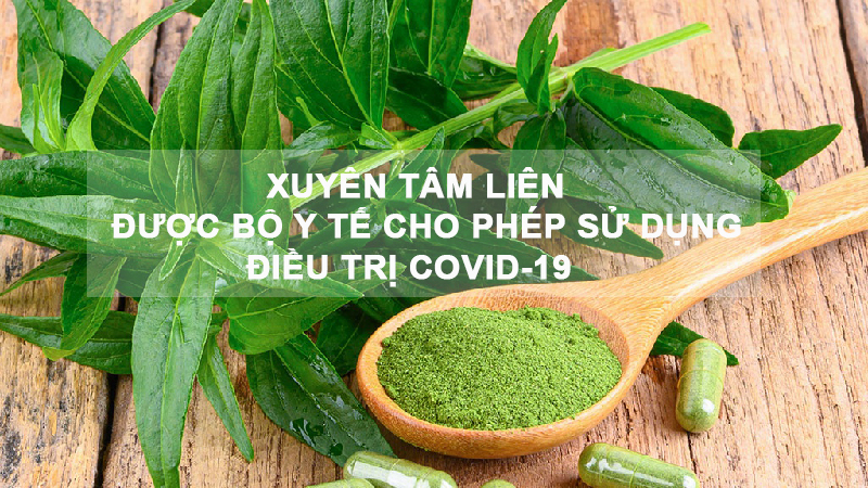 Xuyên tâm liên được Bộ Y tế cho phép sử dụng điều trị Covid-19